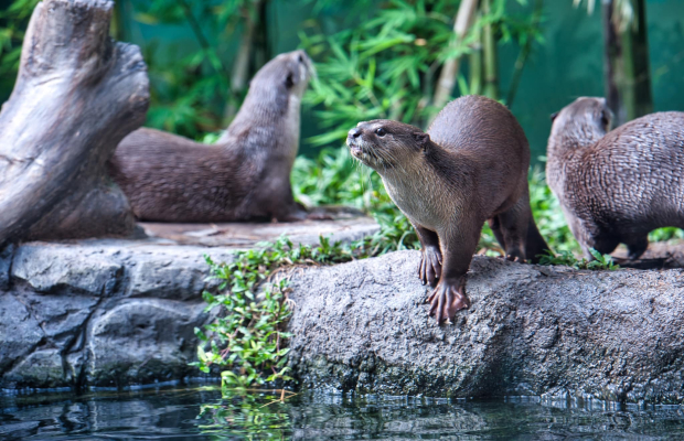 Angkor Wildlife & Aquarium with Private Transfer